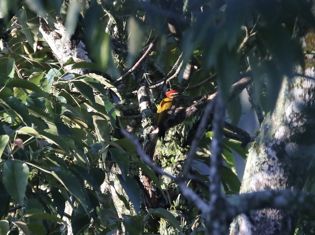 Common Flameback - ML638839072