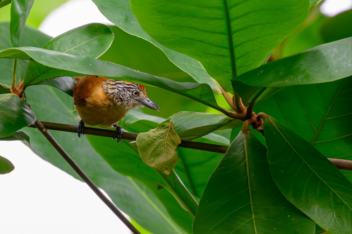 Barred Antshrike - ML638839074