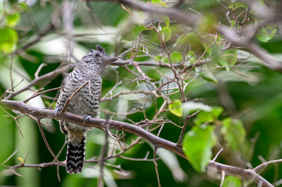 Barred Antshrike - ML638839075