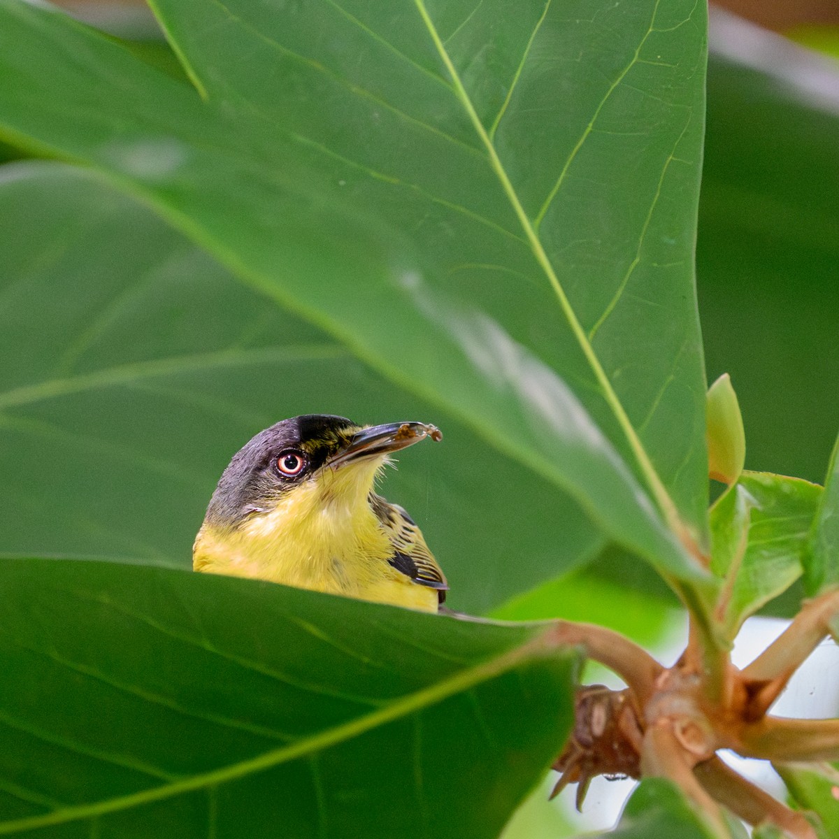 Common Tody-Flycatcher - ML638839082