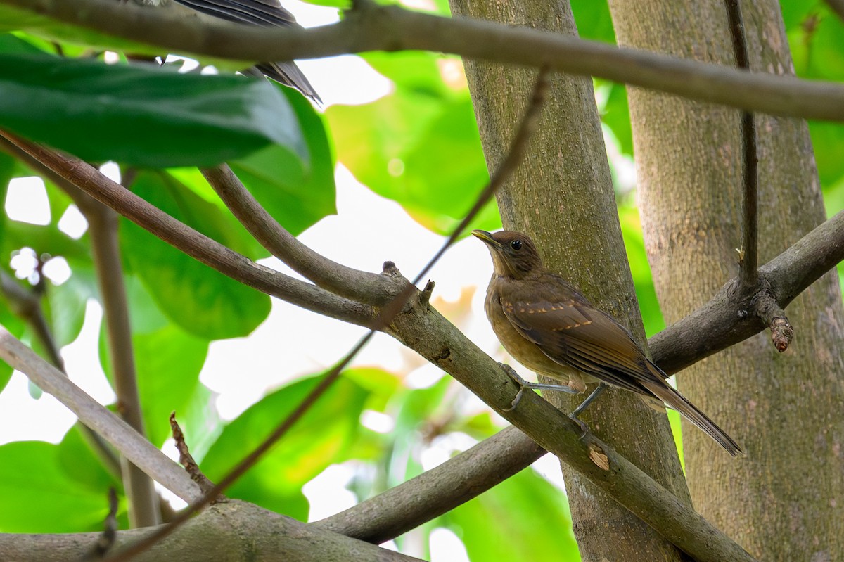 Clay-colored Thrush - ML638839090