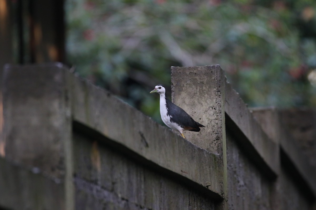 White-breasted Waterhen - ML638839092