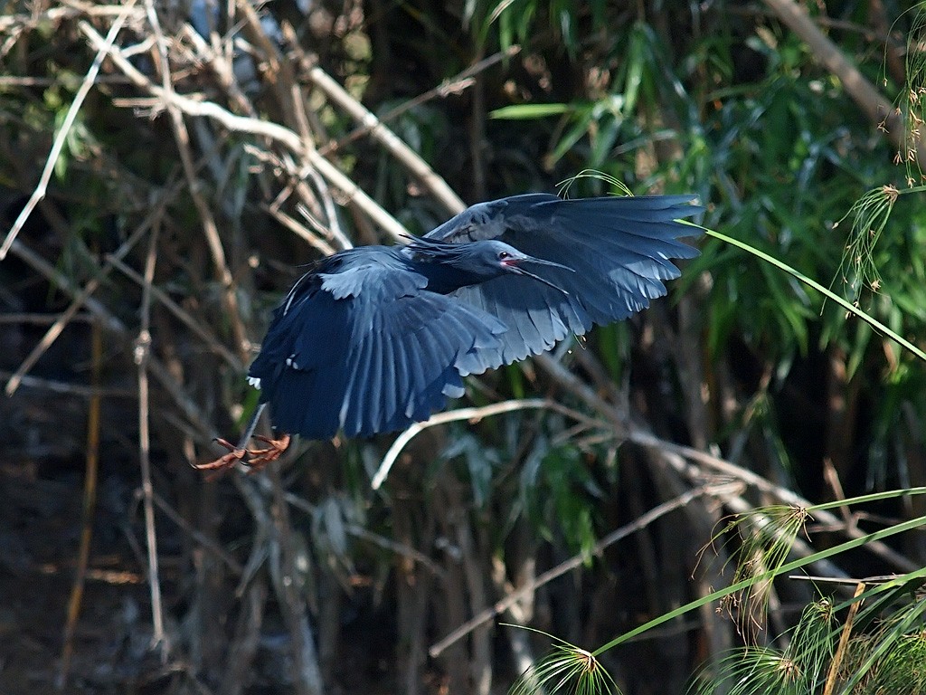 Black Heron - ML638839095