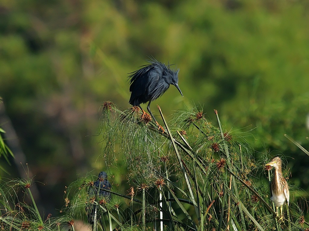 Black Heron - ML638839096