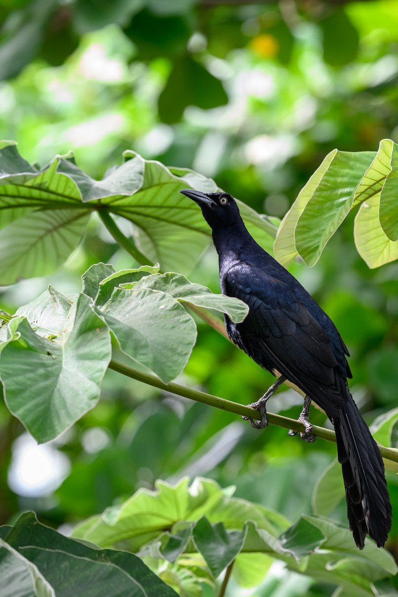 Great-tailed Grackle - ML638839101