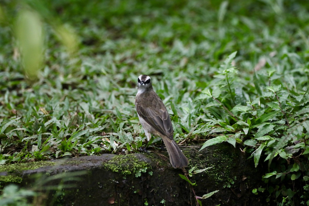Yellow-vented Bulbul - ML638839115