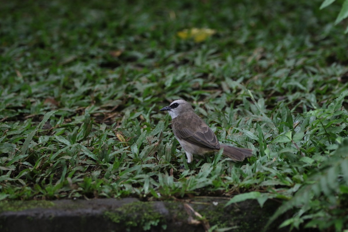 Yellow-vented Bulbul - ML638839116