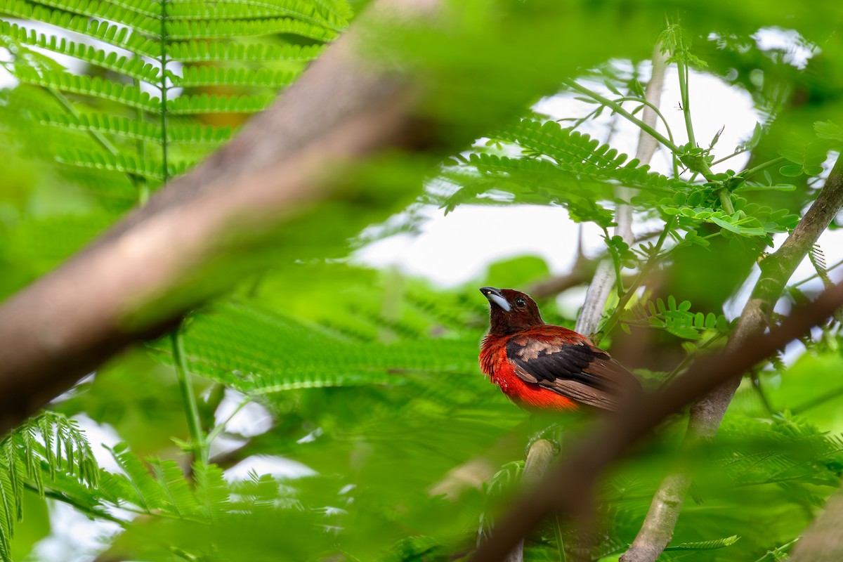 Crimson-backed Tanager - ML638839134