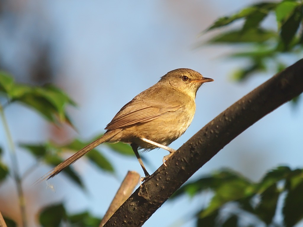 Malagasy Brush-Warbler - ML638839152