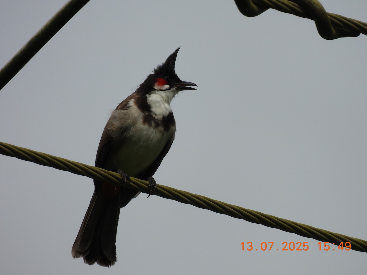 bulbul červenouchý - ML638839178