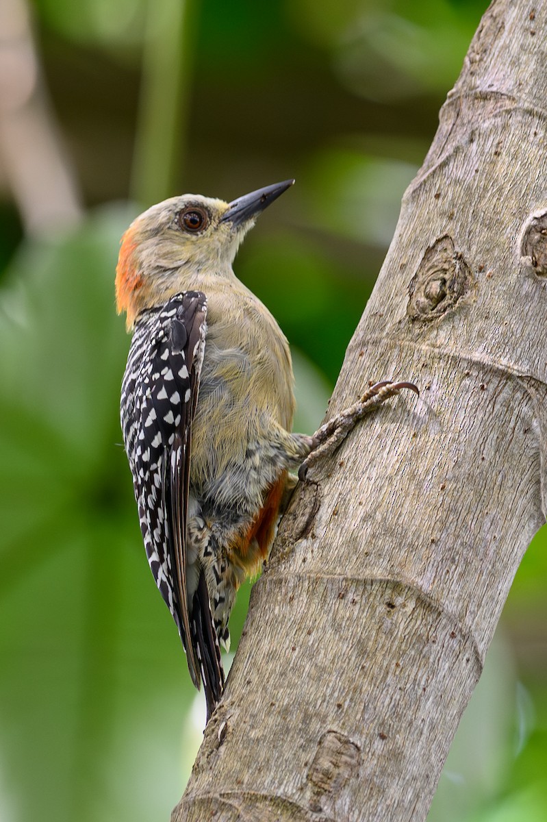 Red-crowned Woodpecker - ML638839188