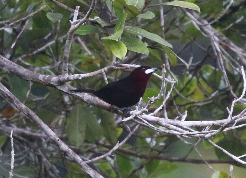 Silver-beaked Tanager - ML638839193