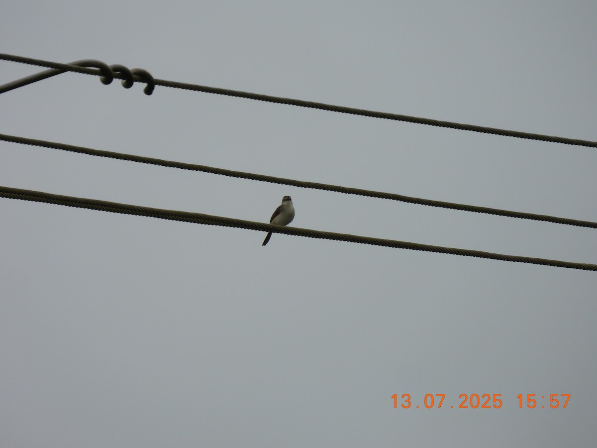 Gray-breasted Prinia - ML638839196