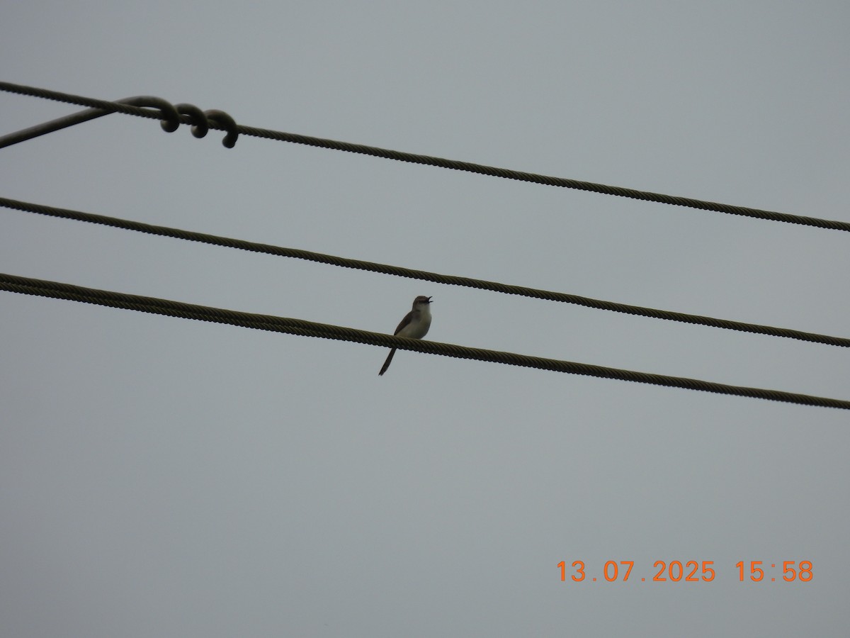Gray-breasted Prinia - ML638839197