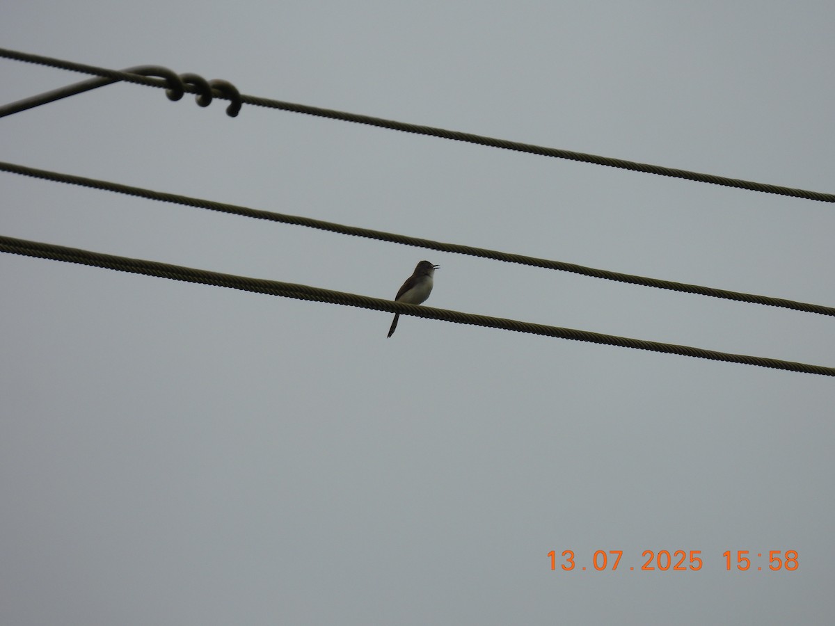 Gray-breasted Prinia - ML638839198