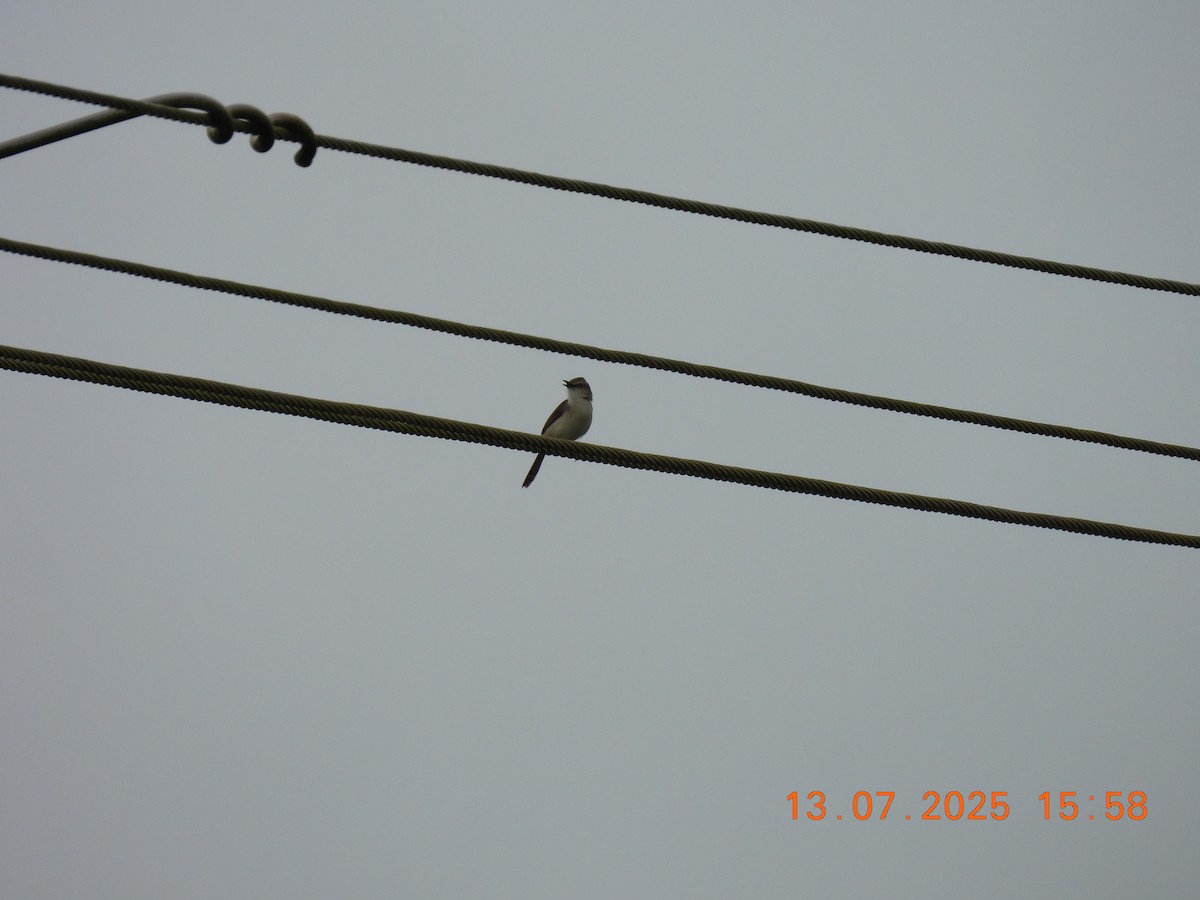 Gray-breasted Prinia - ML638839199