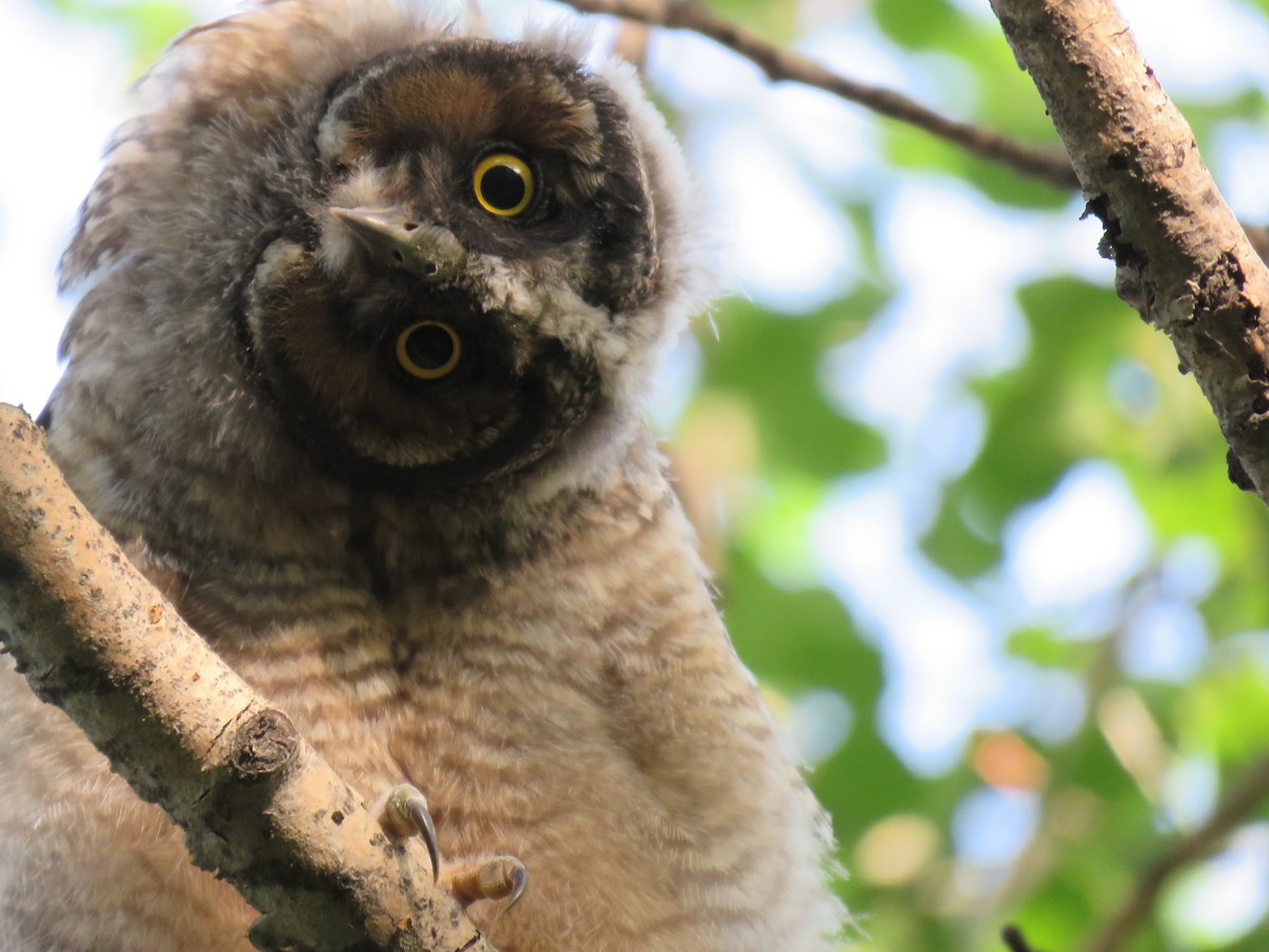 Long-eared Owl - ML638839205