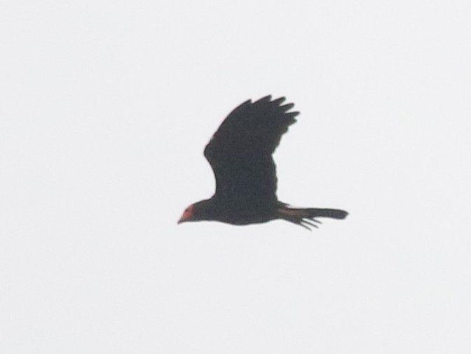 Black Caracara - ML638839239