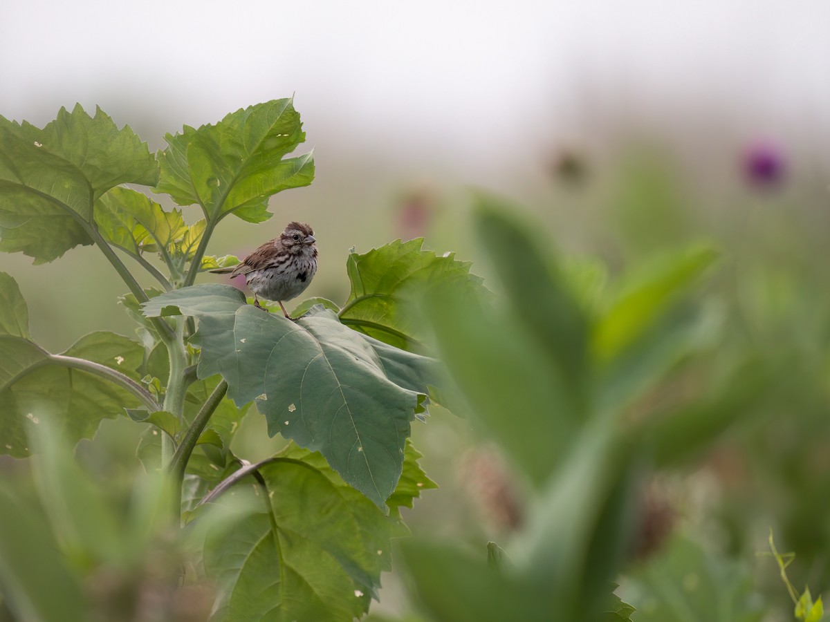 Song Sparrow - ML638839247