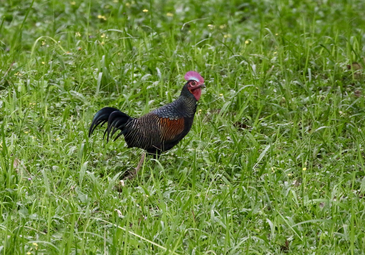 Green Junglefowl - ML638839251