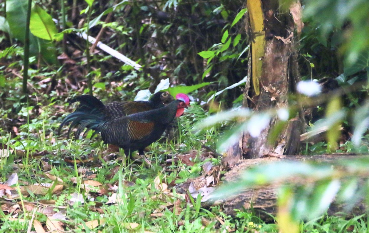 Green Junglefowl - ML638839252