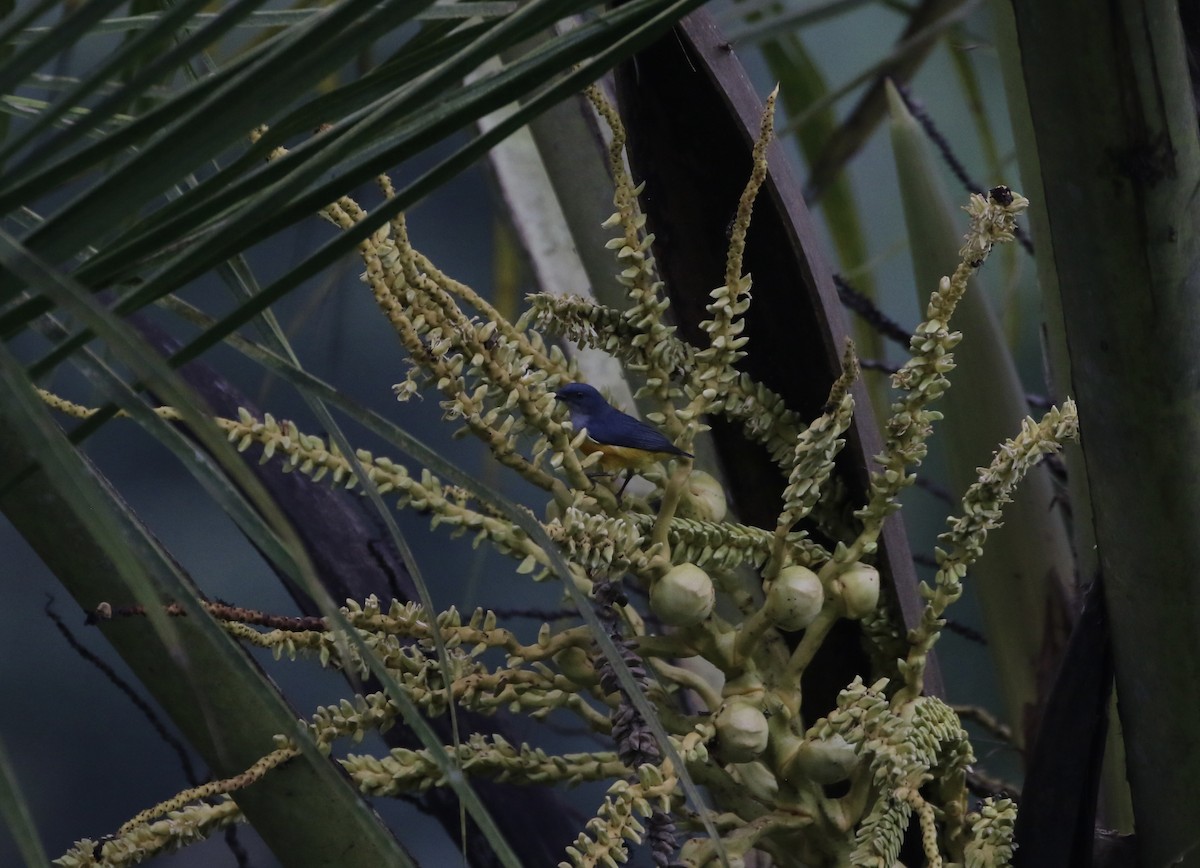 Orange-bellied Flowerpecker - ML638839264