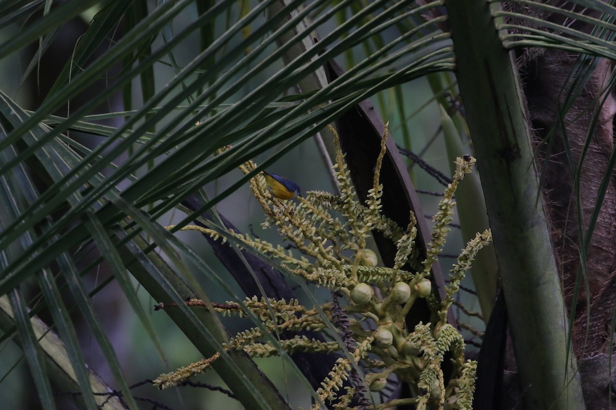 Orange-bellied Flowerpecker - ML638839265