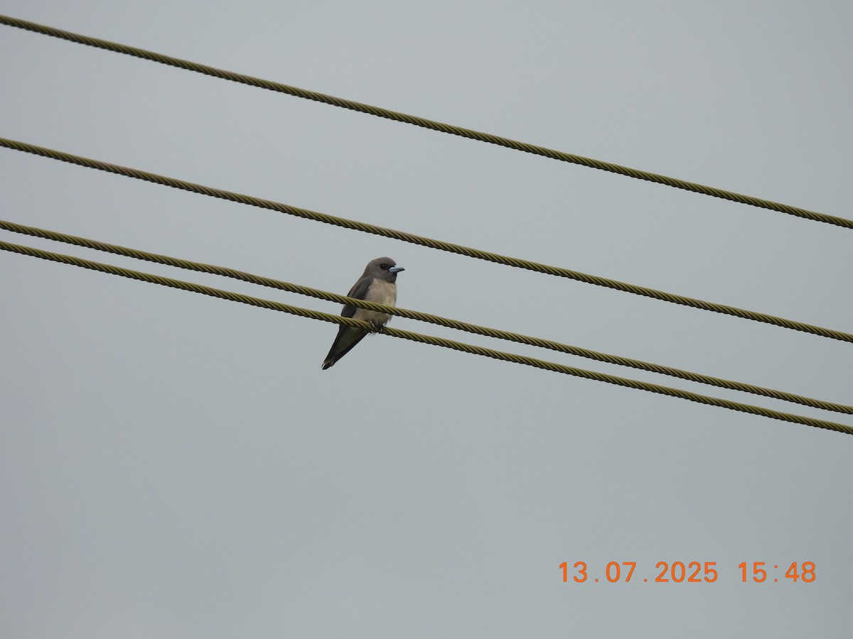 Ashy Woodswallow - ML638839267