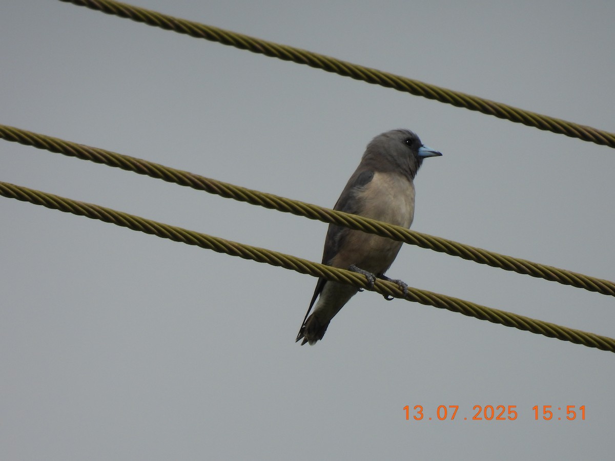 Ashy Woodswallow - ML638839272