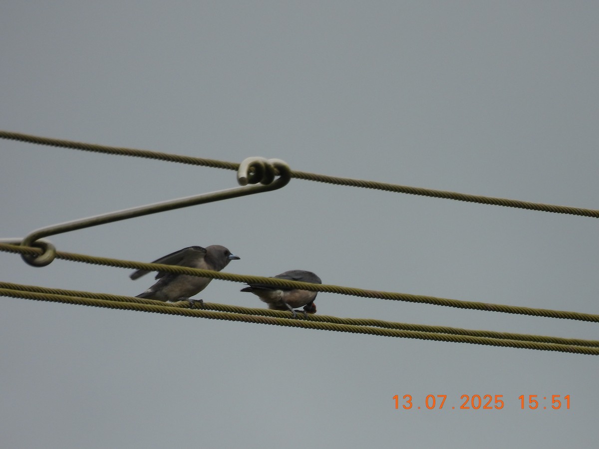 Ashy Woodswallow - ML638839273