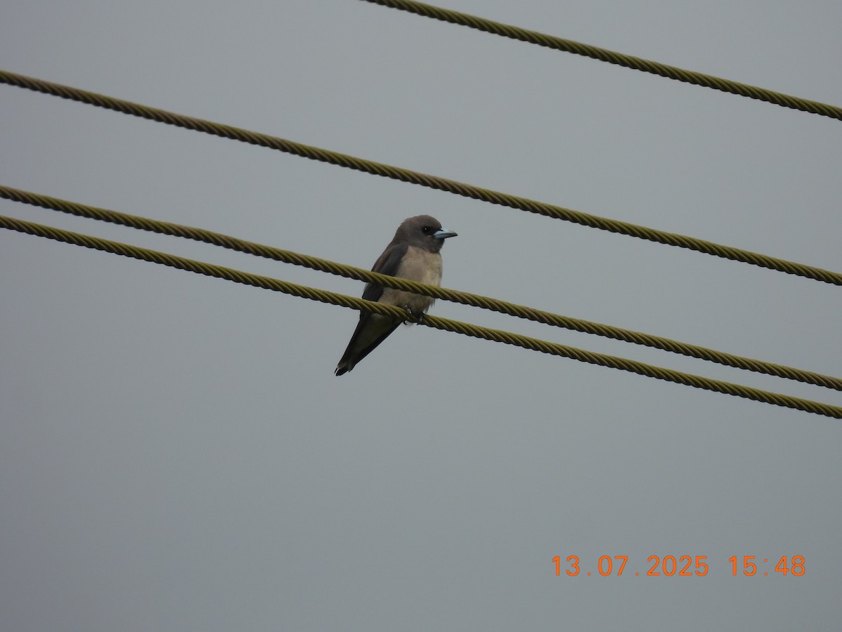 Ashy Woodswallow - ML638839274