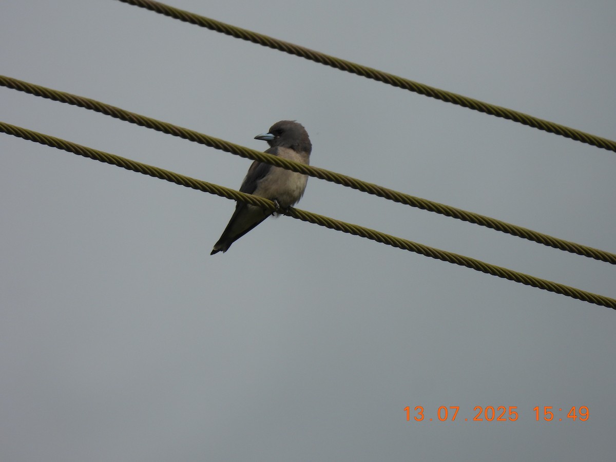 Ashy Woodswallow - ML638839275