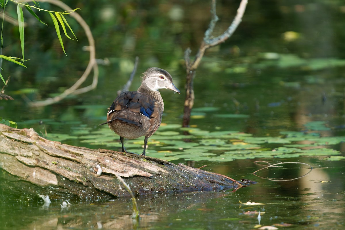 Wood Duck - ML638839339