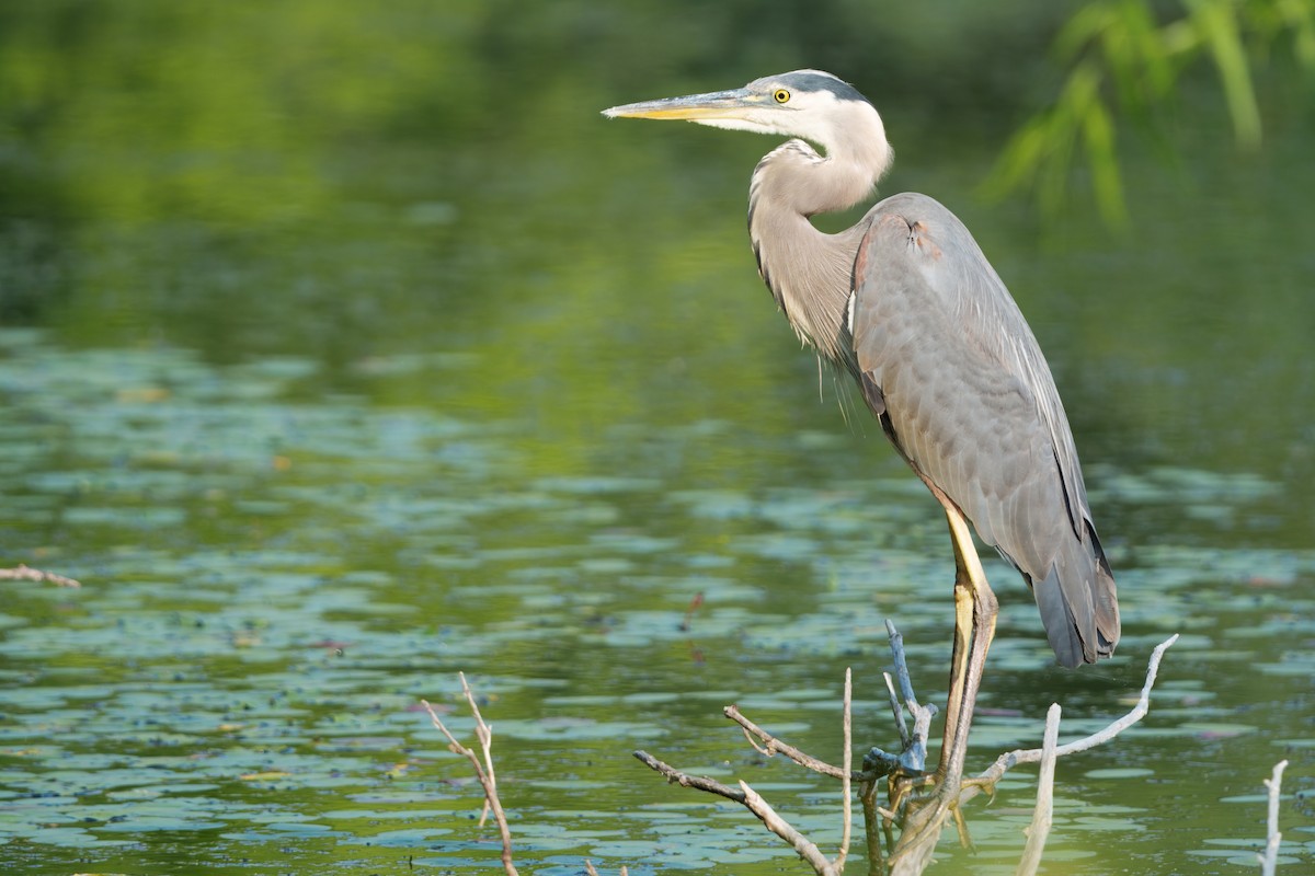Great Blue Heron - ML638839349