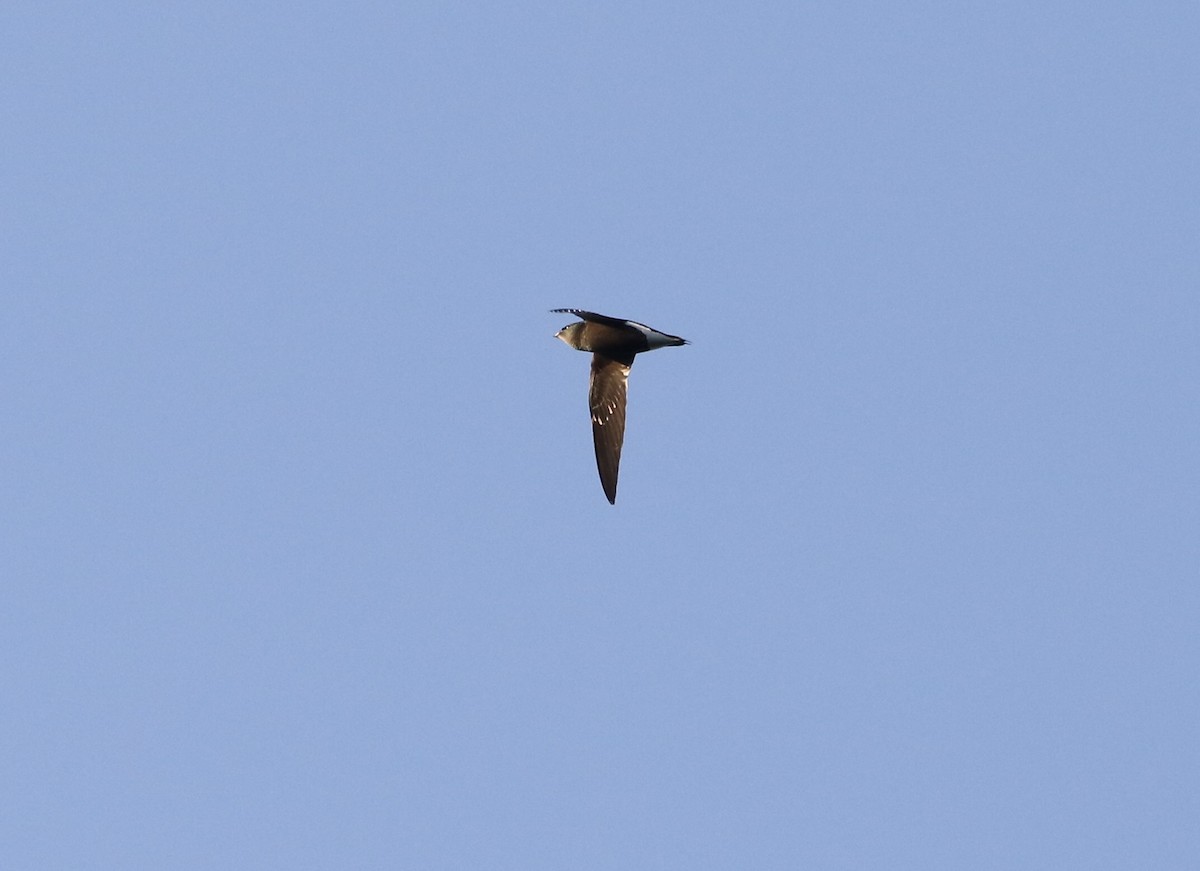 Brown-backed Needletail - ML638839380