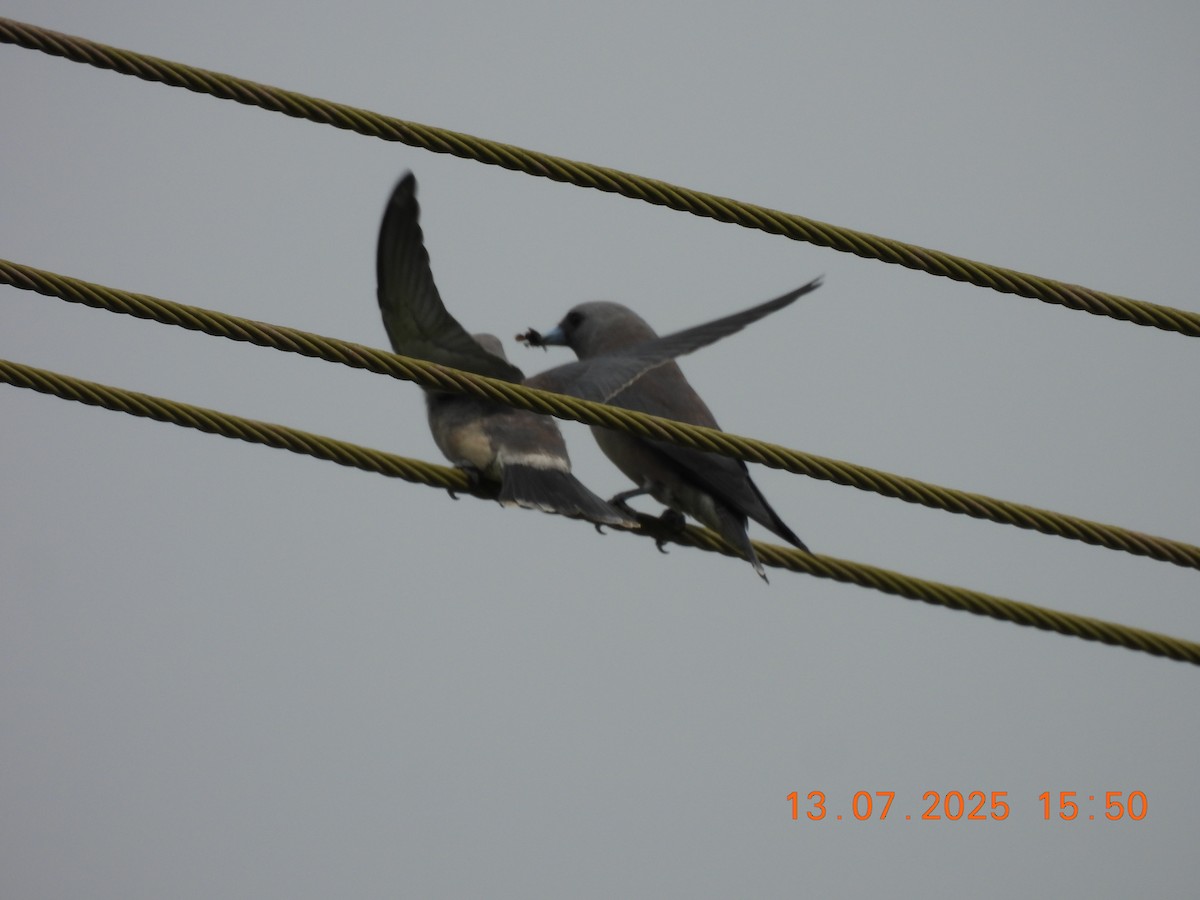 Ashy Woodswallow - ML638839383