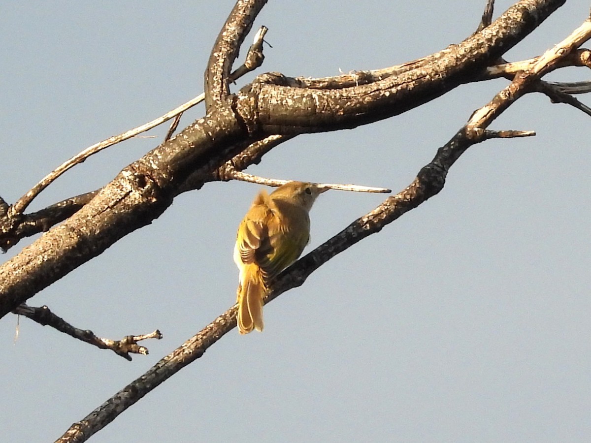 Bonelli Çıvgını - ML638839403
