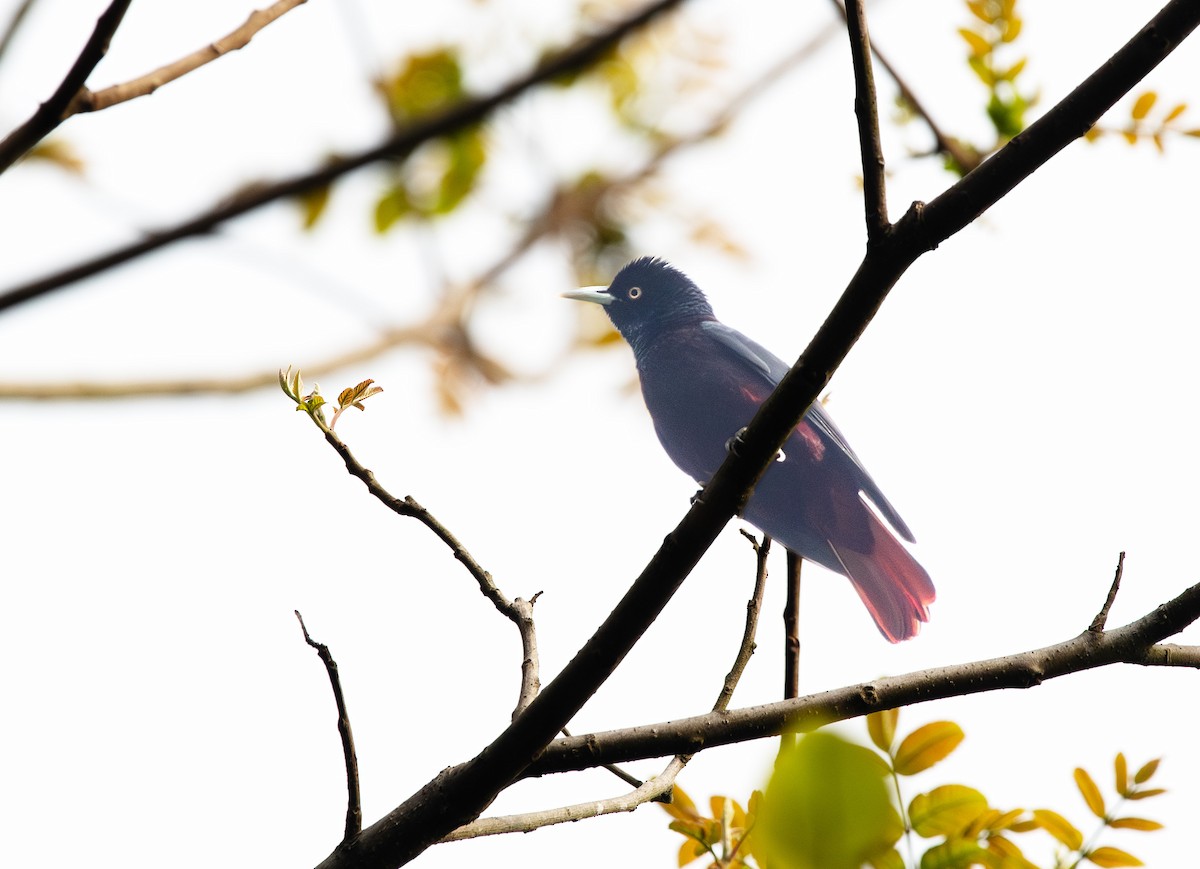 Maroon Oriole - ML638839445