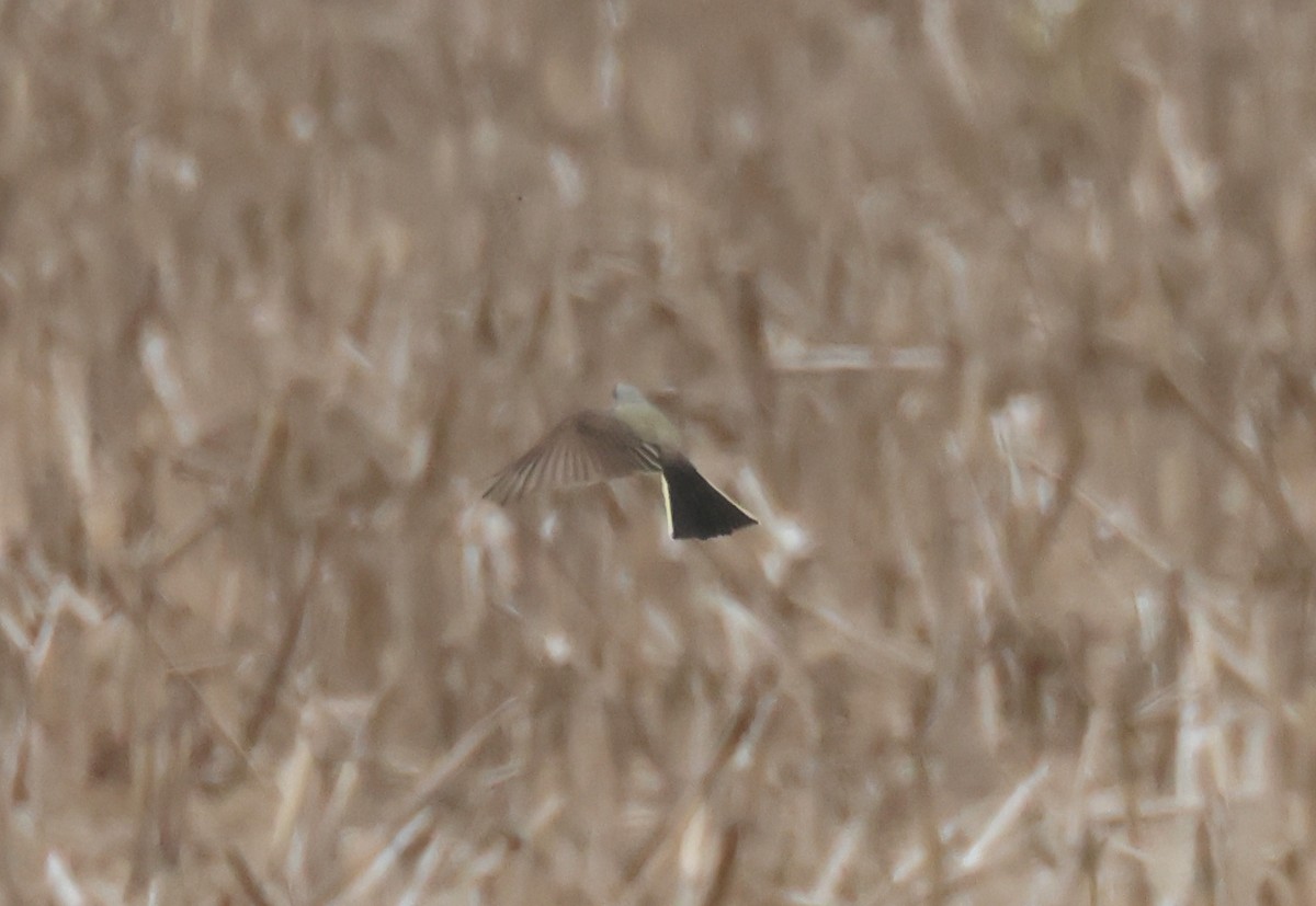 Western Kingbird - ML638839478