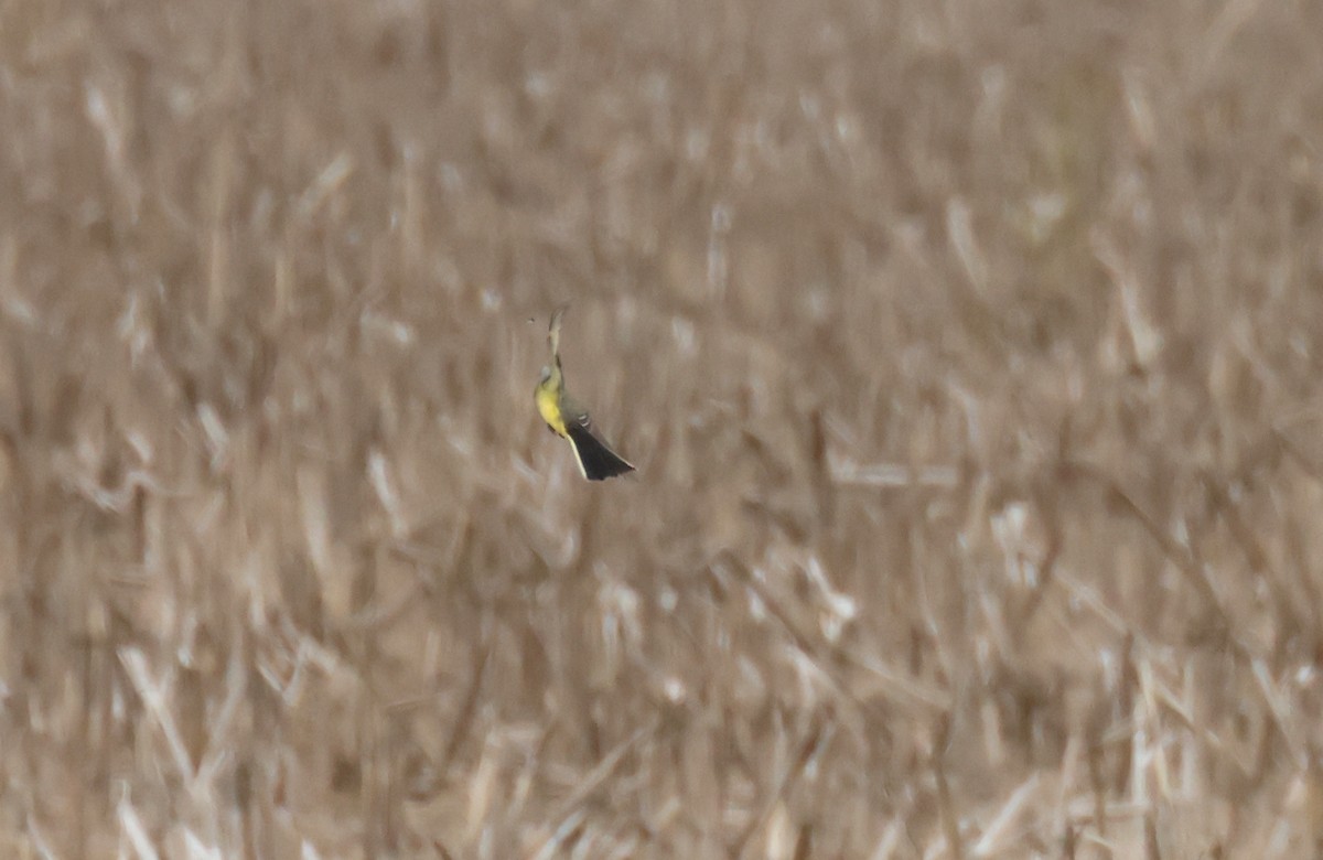 Western Kingbird - ML638839479