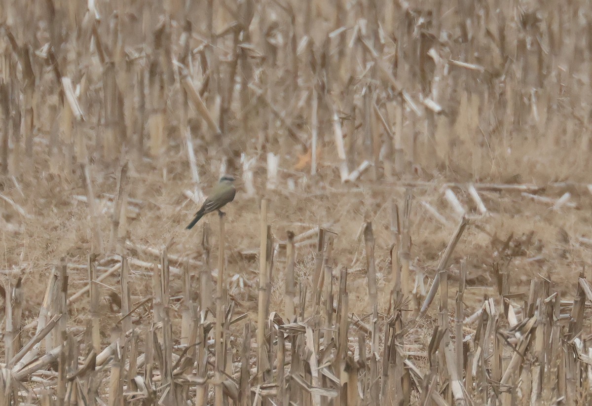 Western Kingbird - ML638839480
