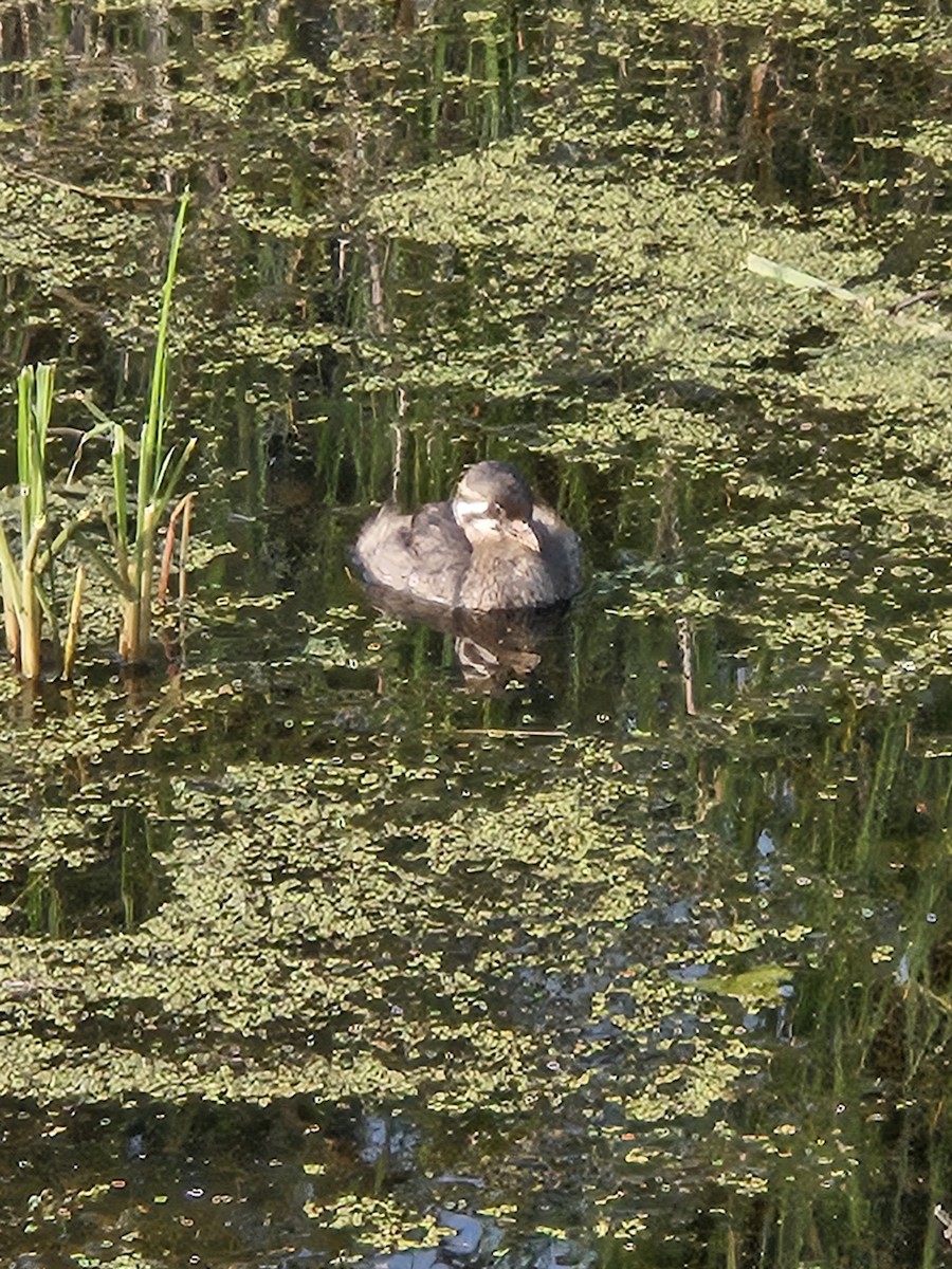 Pied-billed Grebe - ML638839536