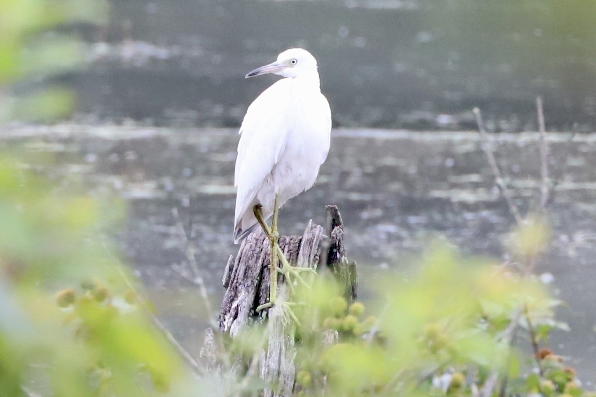 Little Blue Heron - ML638839538