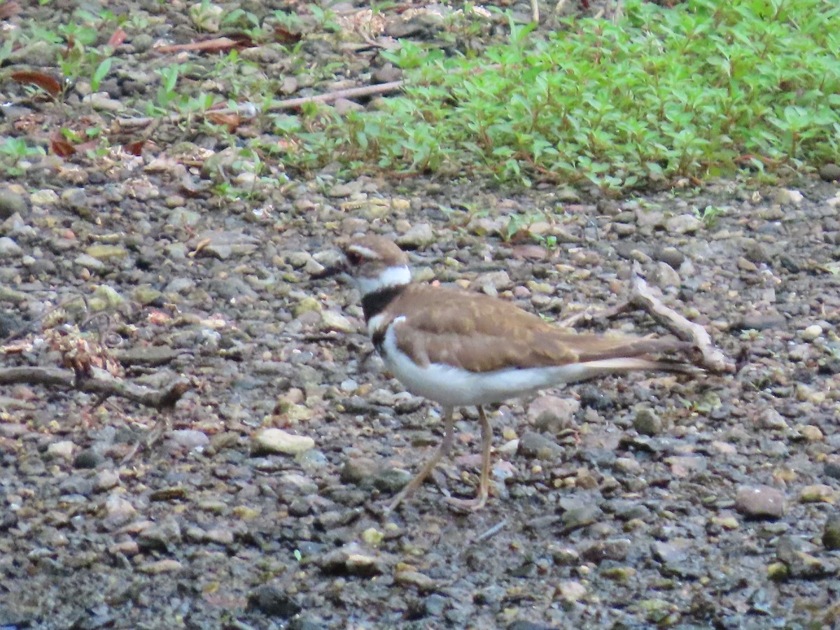 Killdeer - ML638839574