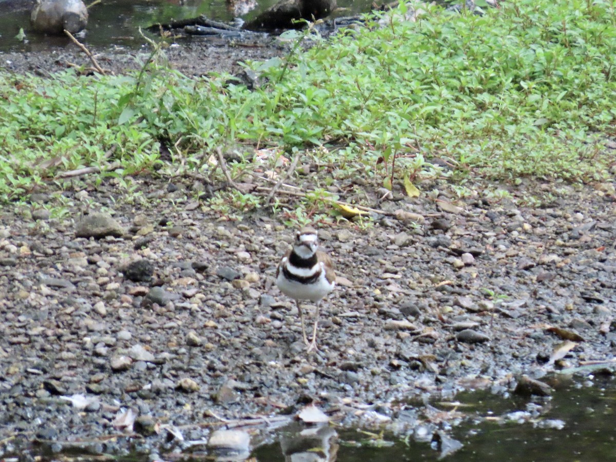 Killdeer - ML638839575