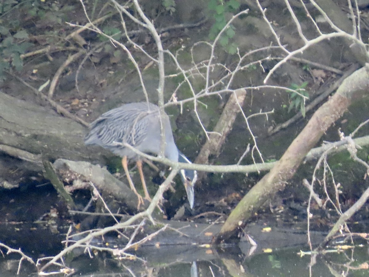 Yellow-crowned Night Heron - ML638839593