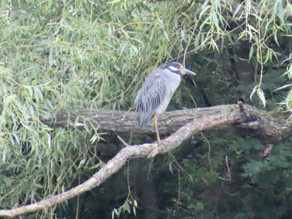 Yellow-crowned Night Heron - ML638839594