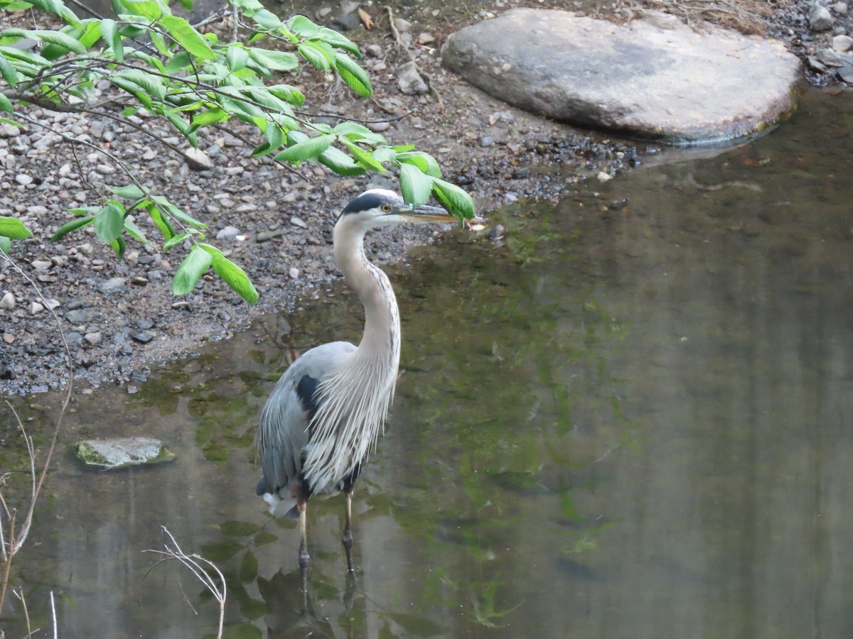 Great Blue Heron - ML638839606