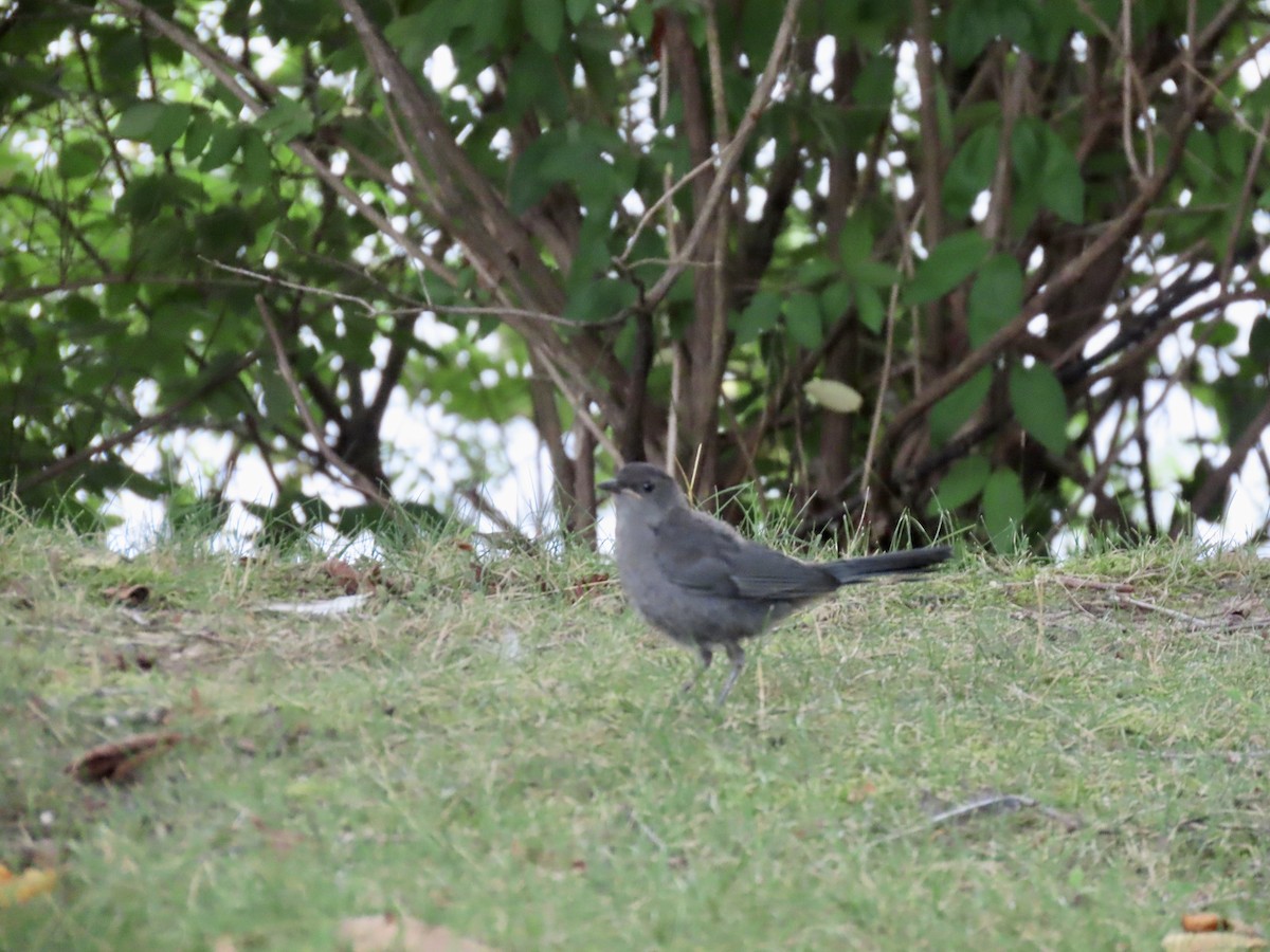 Gray Catbird - ML638839614