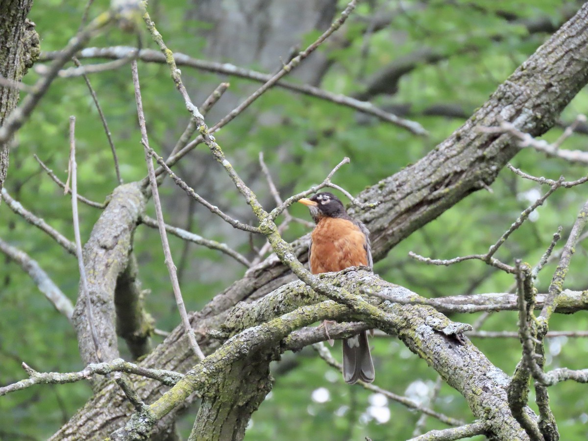 American Robin - ML638839640